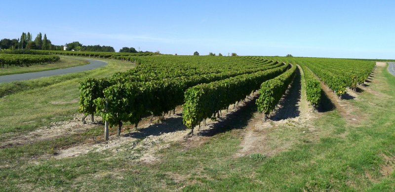 Mortagne Vineyards