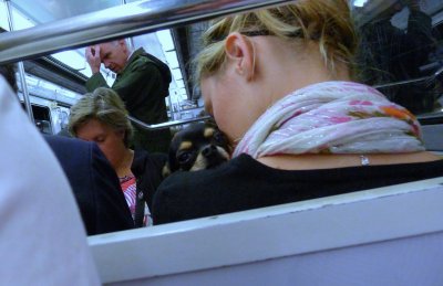 Parisian Chihuahua 2