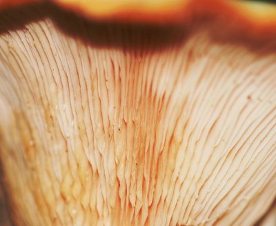 Giant Funghi Gills