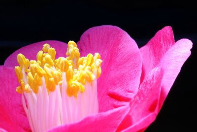 Flower 01