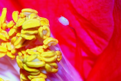 Sex and the Garden