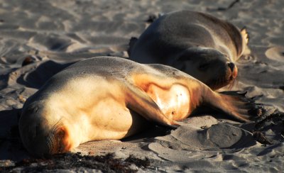 Sea Lions at Sunset