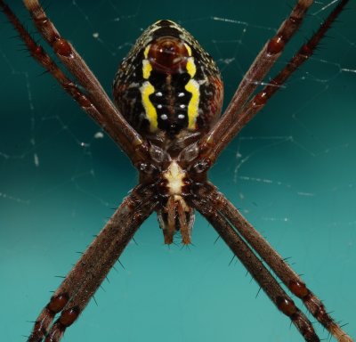 Spider