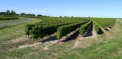 Mortagne Vineyards