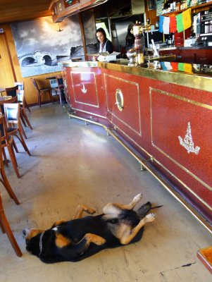 Parisian Bar Dog