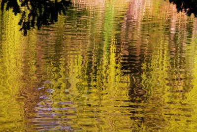 golden reflection