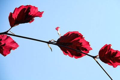  red leaves, blue sky