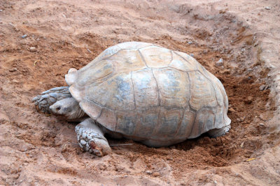 AL AIN ZOO