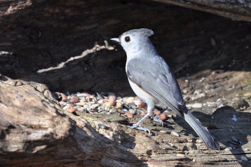 Tufted Titmouse