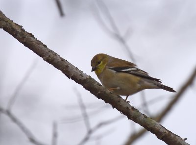 American Goldfinch