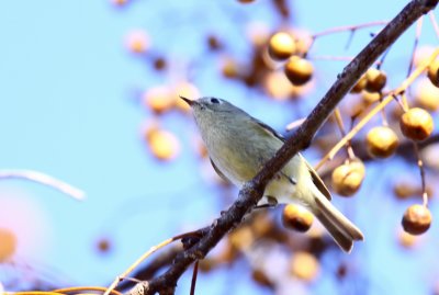 Yellow-rumped Warbler