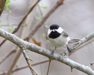 Carolina Chickadee