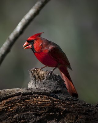 Cardinal