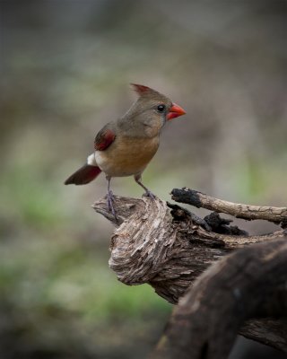 Cardinal