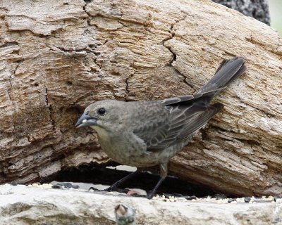 Brown-headed Cowbird female