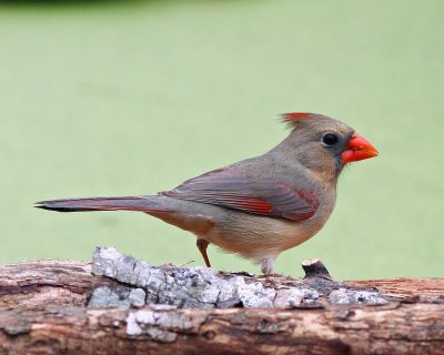 Cardinal female