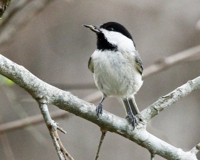 Carolina Chickadee