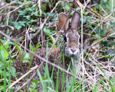 Cottontail Rabbit