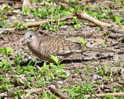 Inca Dove