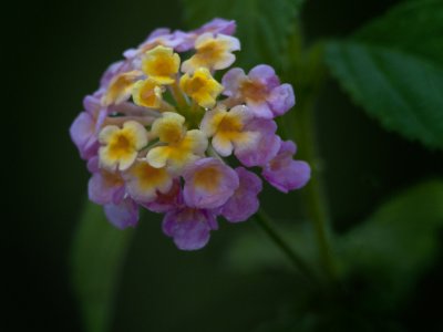 Wild Lantana