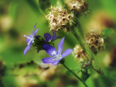 Flowers at Coleto