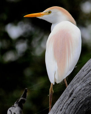 Birds Insects 1st Jim Payne.jpg