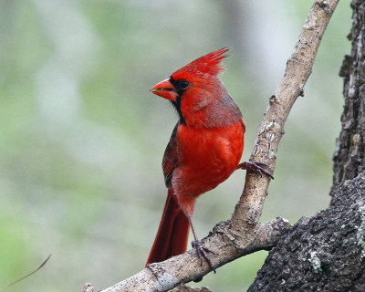 Birds Insects 3rd Fain Zimmerman.jpg