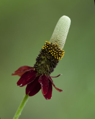 Landscape Wildflowers 1st Charles Gossett.jpg
