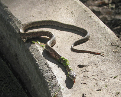 Reptiles Amphibians 3rd Roger Zimmerman.jpg