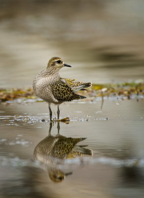 shorebirds