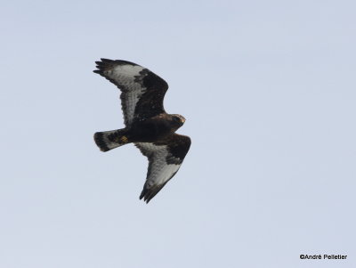 Rough-legged Hawk (dark morph)