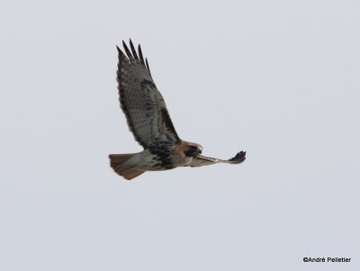 Red-tailed Hawk