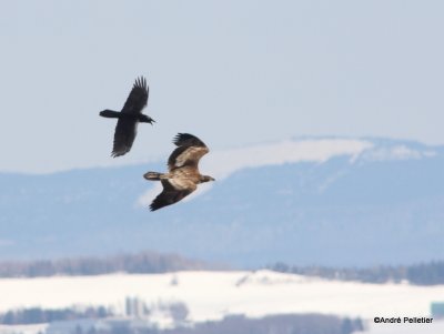 sub-adult Bald Eagle chased by a Raven
