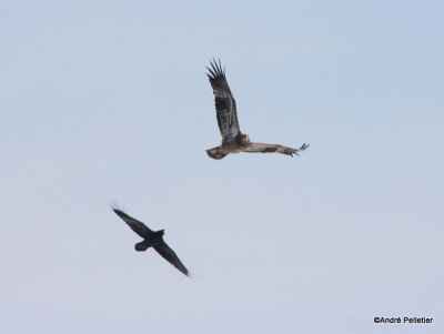 Bald Eagle vs Raven