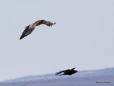 Bald Eagle vs Raven