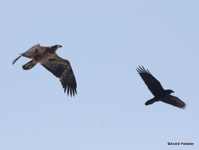 Bald Eagle vs Raven