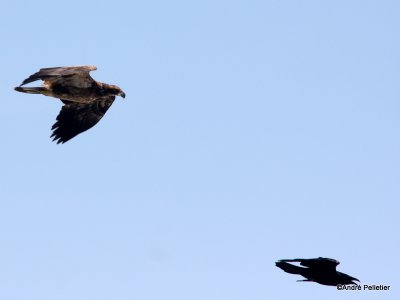Bald Eagle vs Raven