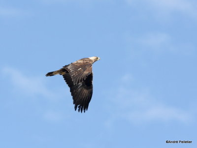 Golden Eagle