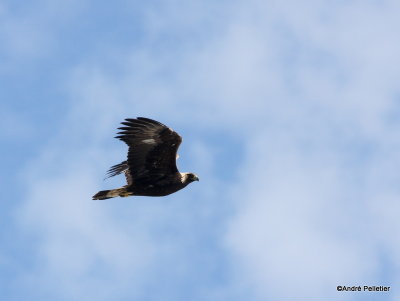 Golden Eagle