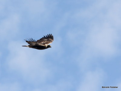 Golden Eagle