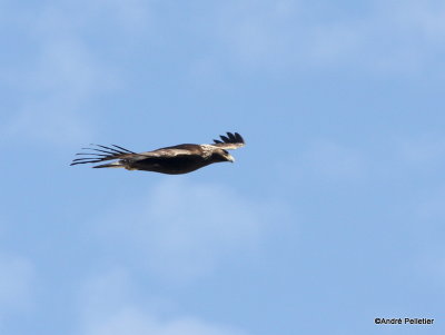 Golden Eagle