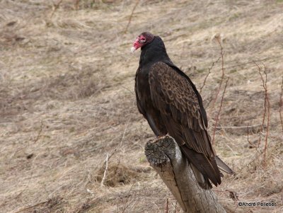 Turkey Vulture