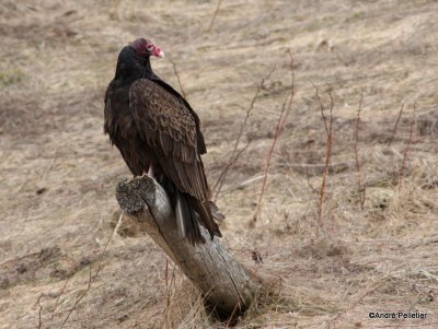 Turkey Vulture