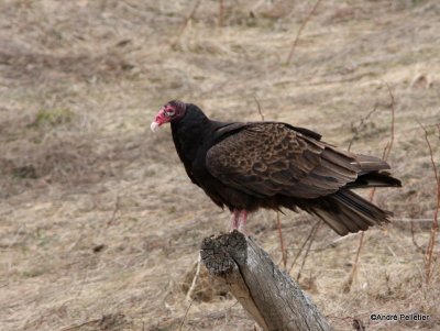 Turkey Vulture