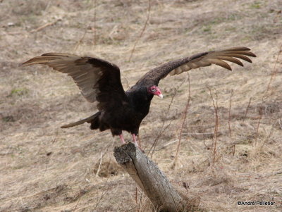 Turkey Vulture