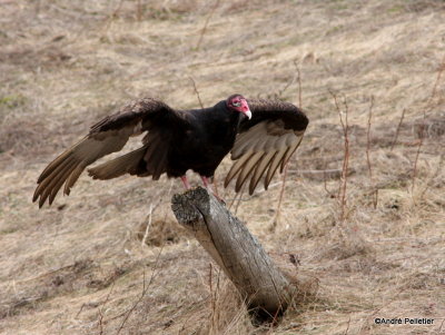Turkey Vulture
