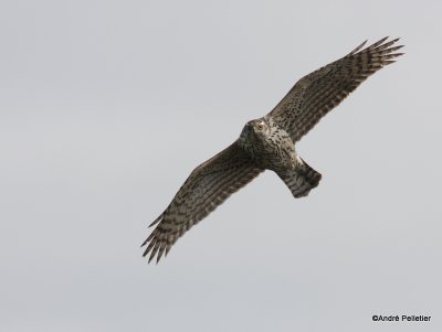 Northorn Goshawk (juvenile)