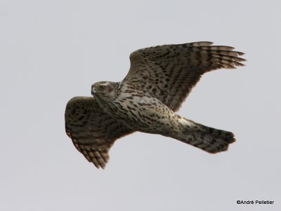 Northorn Goshawk (juvenile)