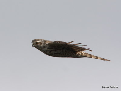 Northorn Goshawk (juvenile)