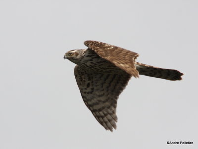 Northorn Goshawk (juvenile)